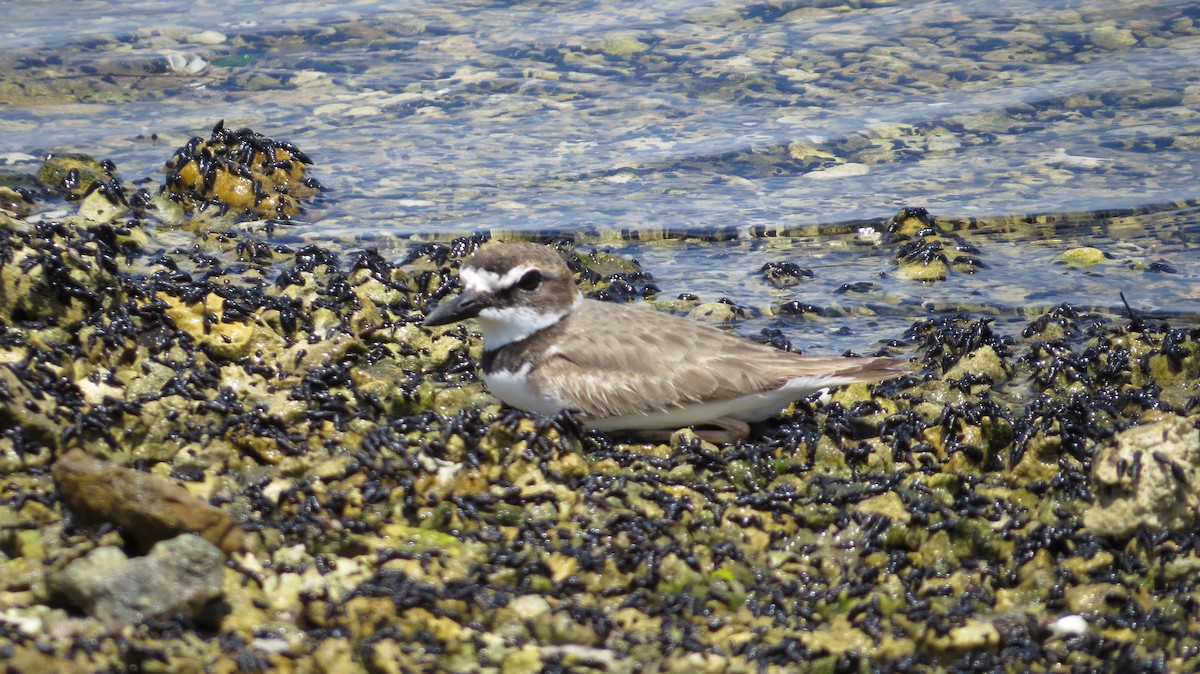 Wilson's Plover - ML55841141