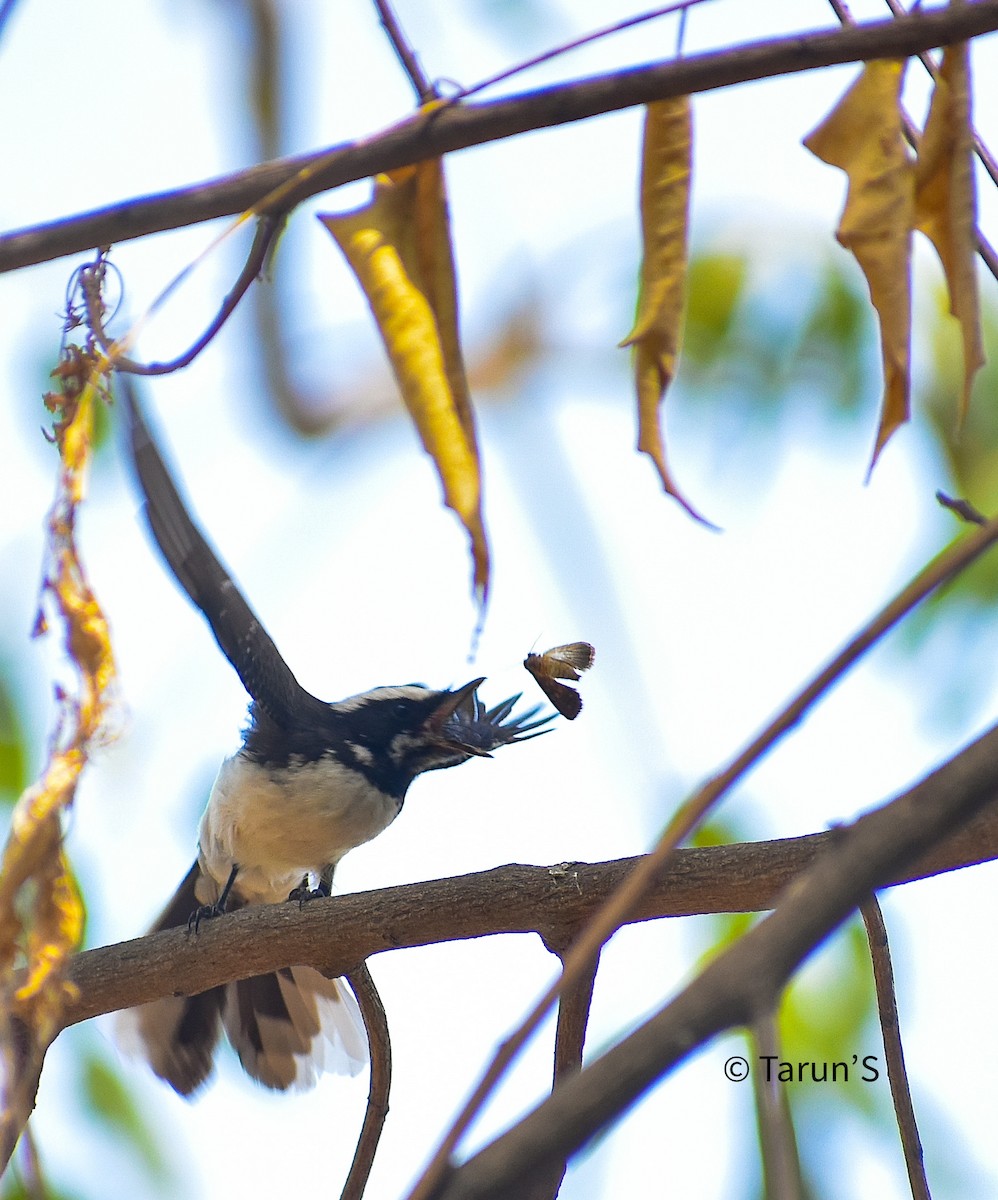 White-browed Fantail - ML558412111