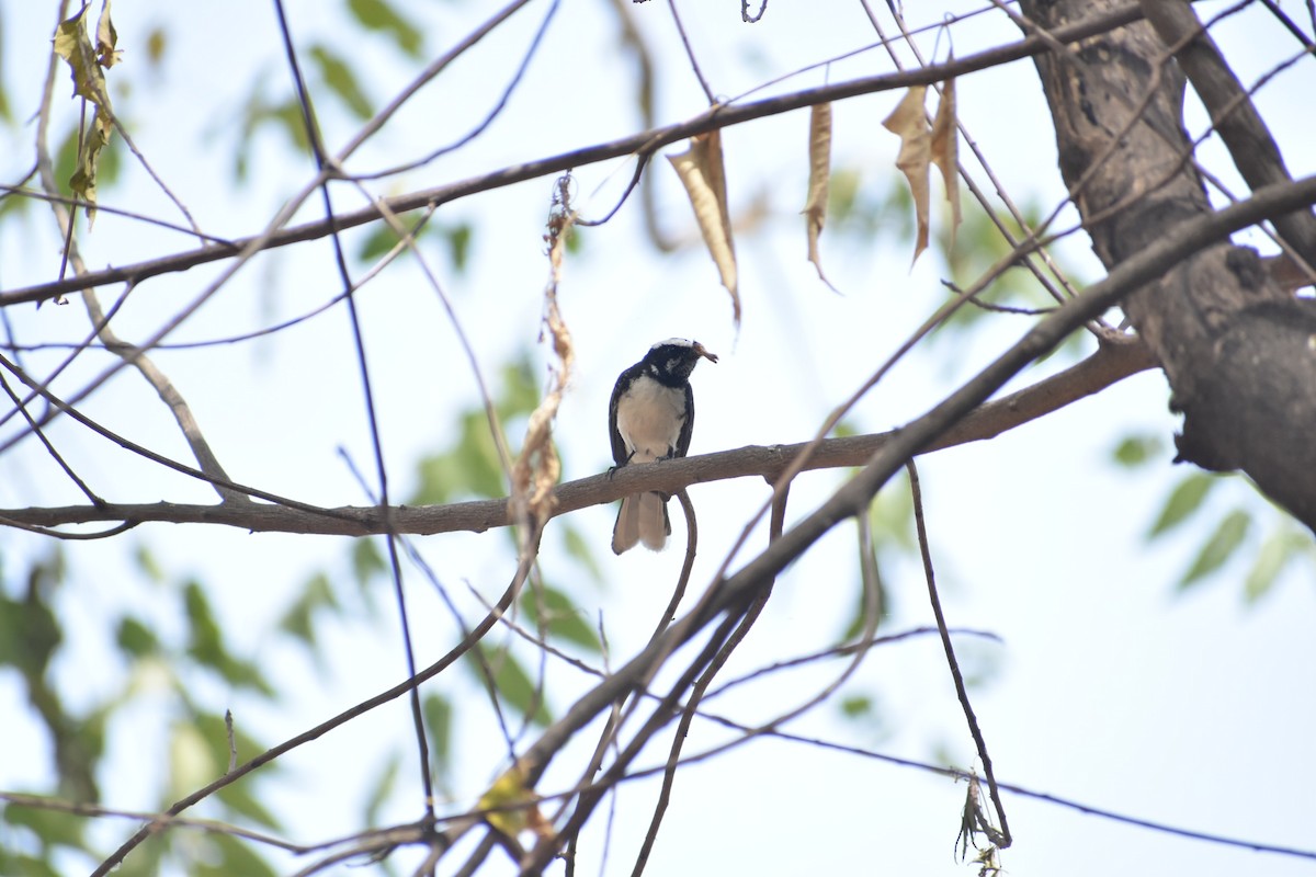 White-browed Fantail - ML558412121