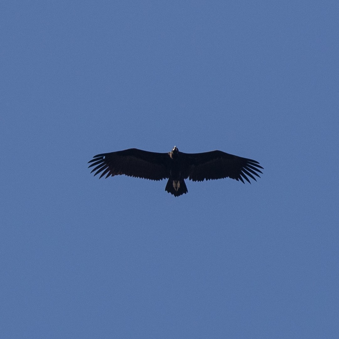 Cinereous Vulture - ML558412241