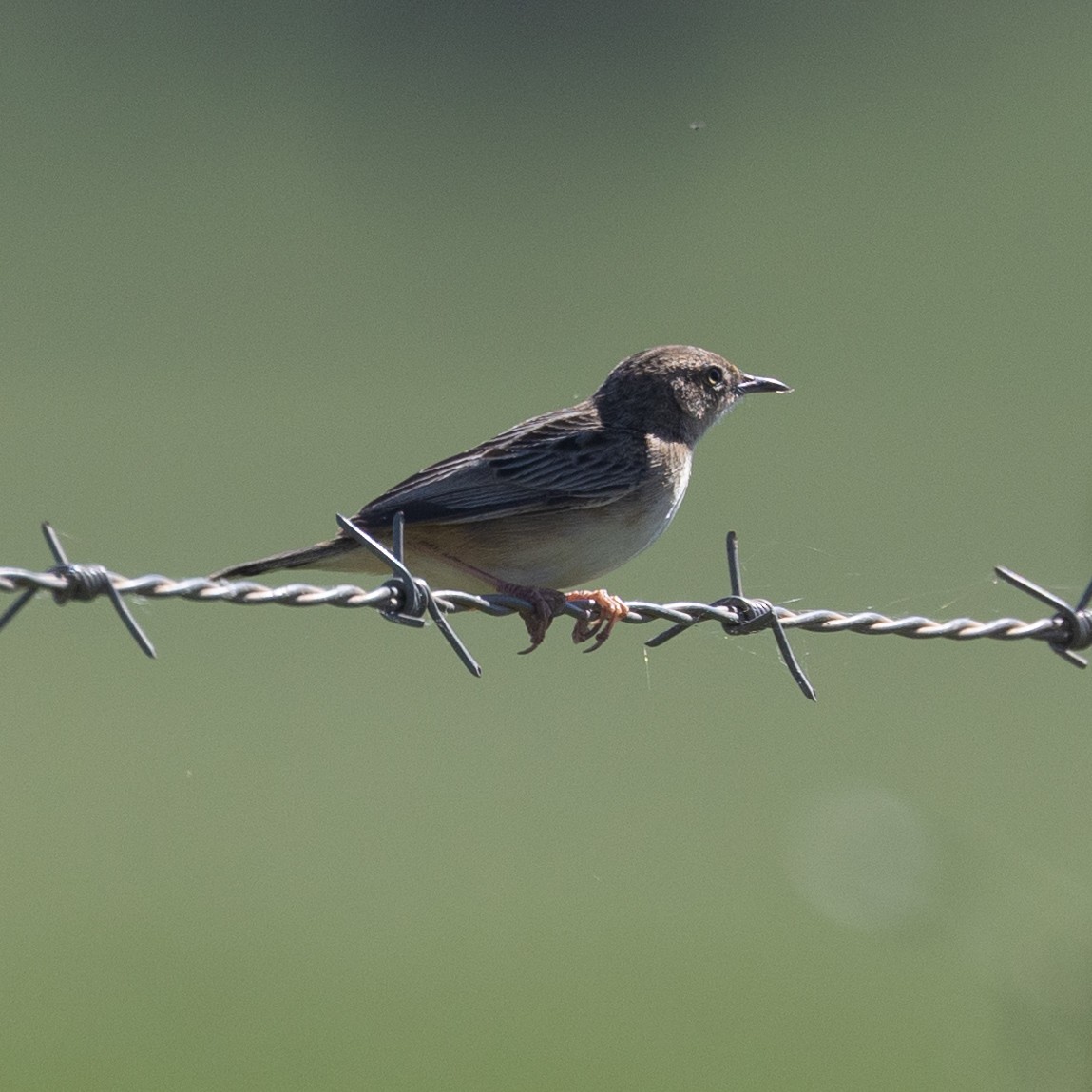 Zitting Cisticola - ML558412281