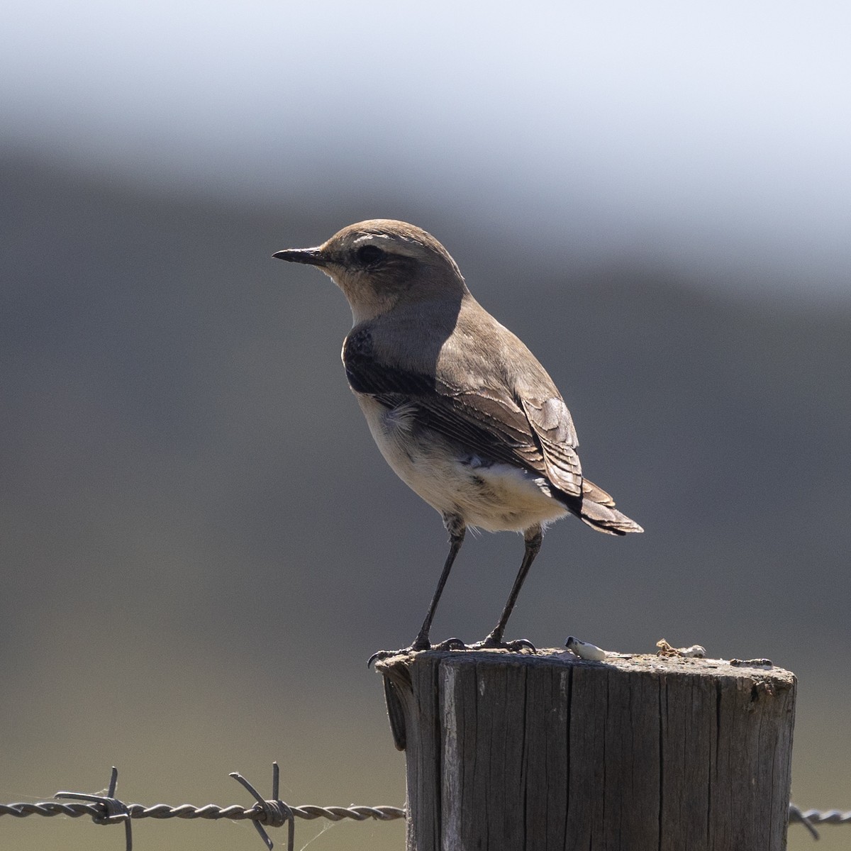 Northern Wheatear - ML558412291