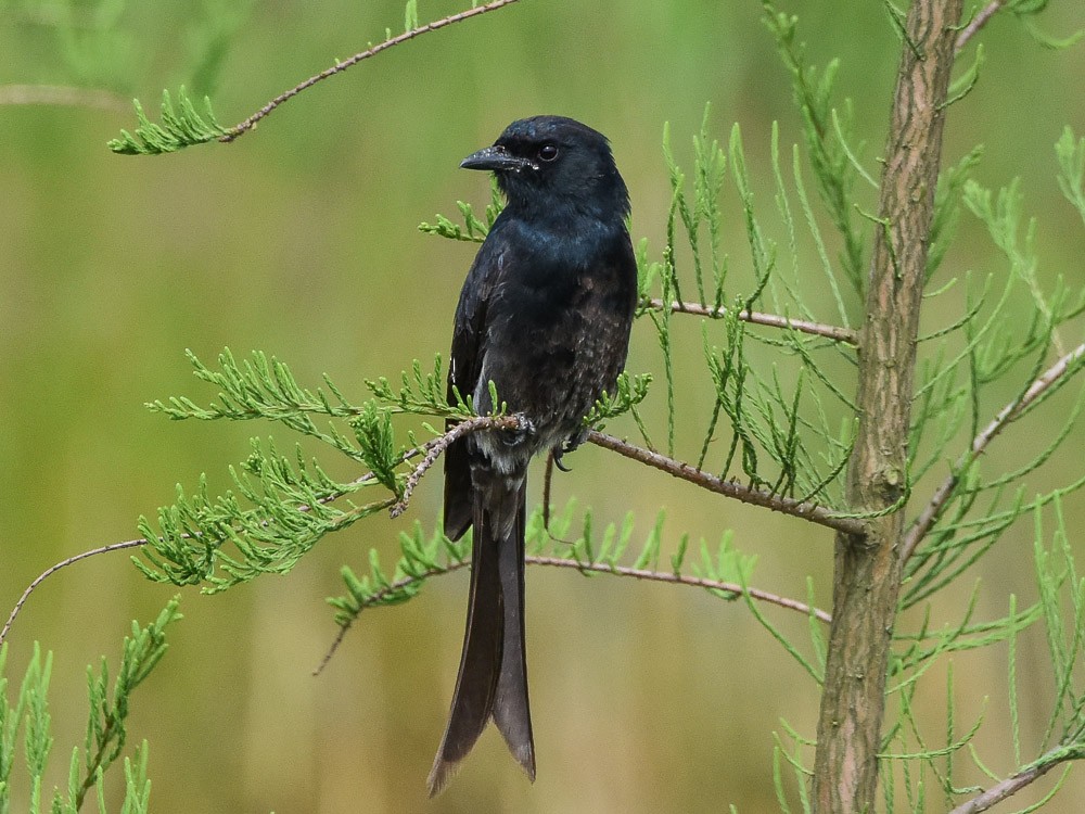 Black Drongo - Xueping & Stephan Popp