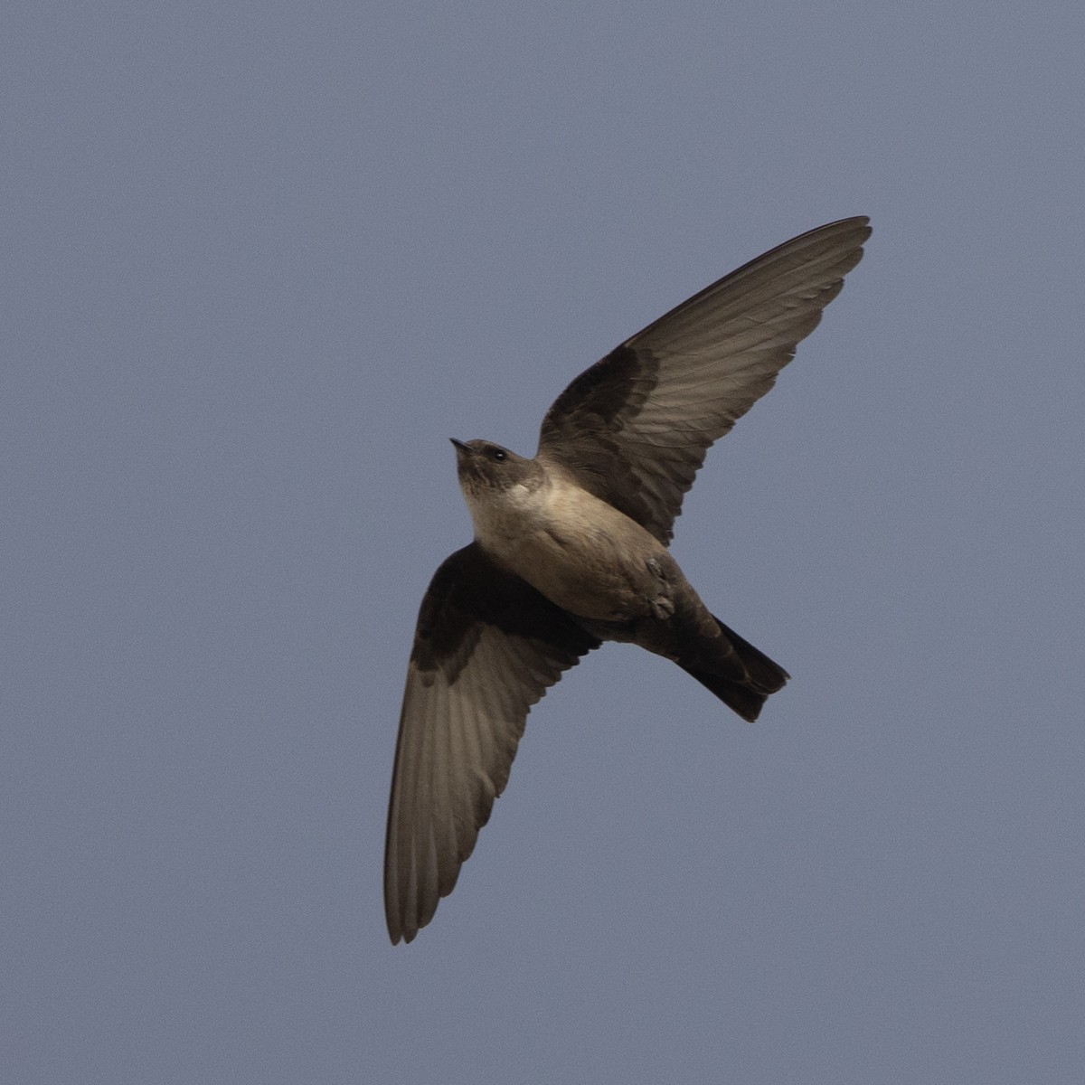 Eurasian Crag-Martin - ML558413761