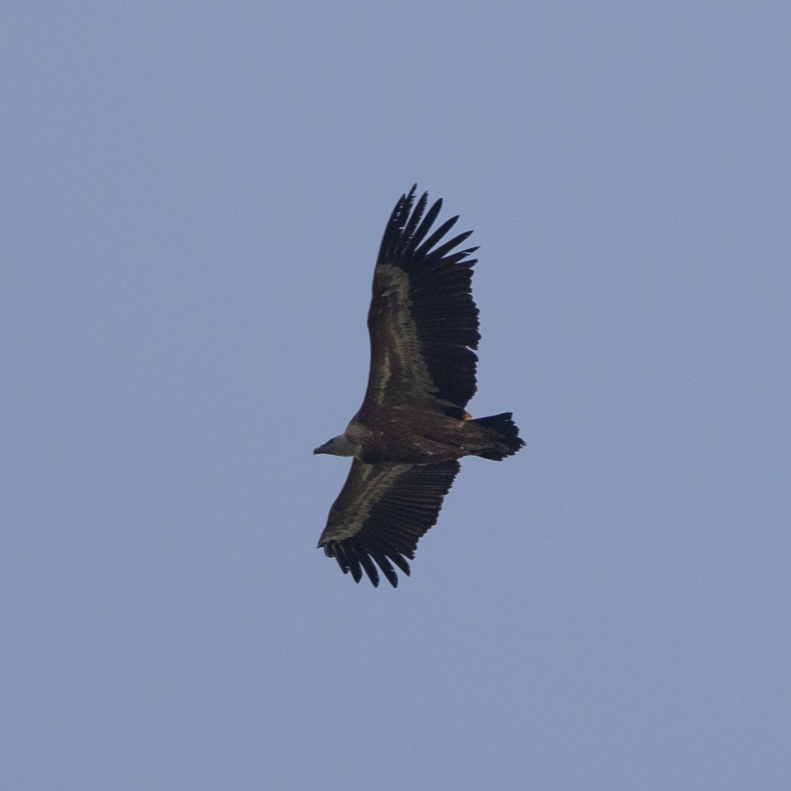 Eurasian Griffon - ML558413901