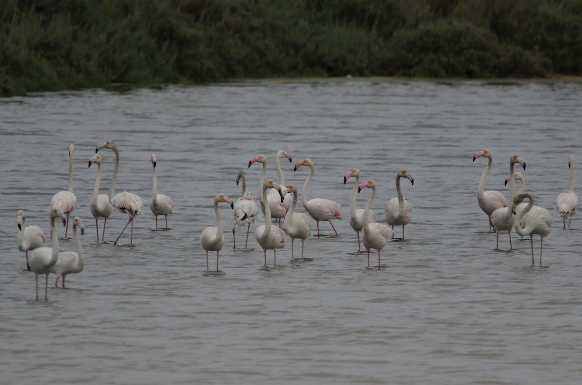 Greater Flamingo - ML558415131