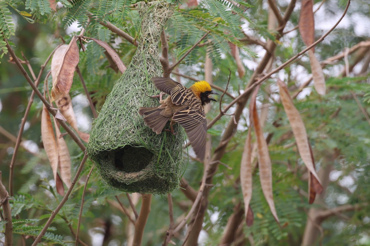 Baya Weaver - ML558415241