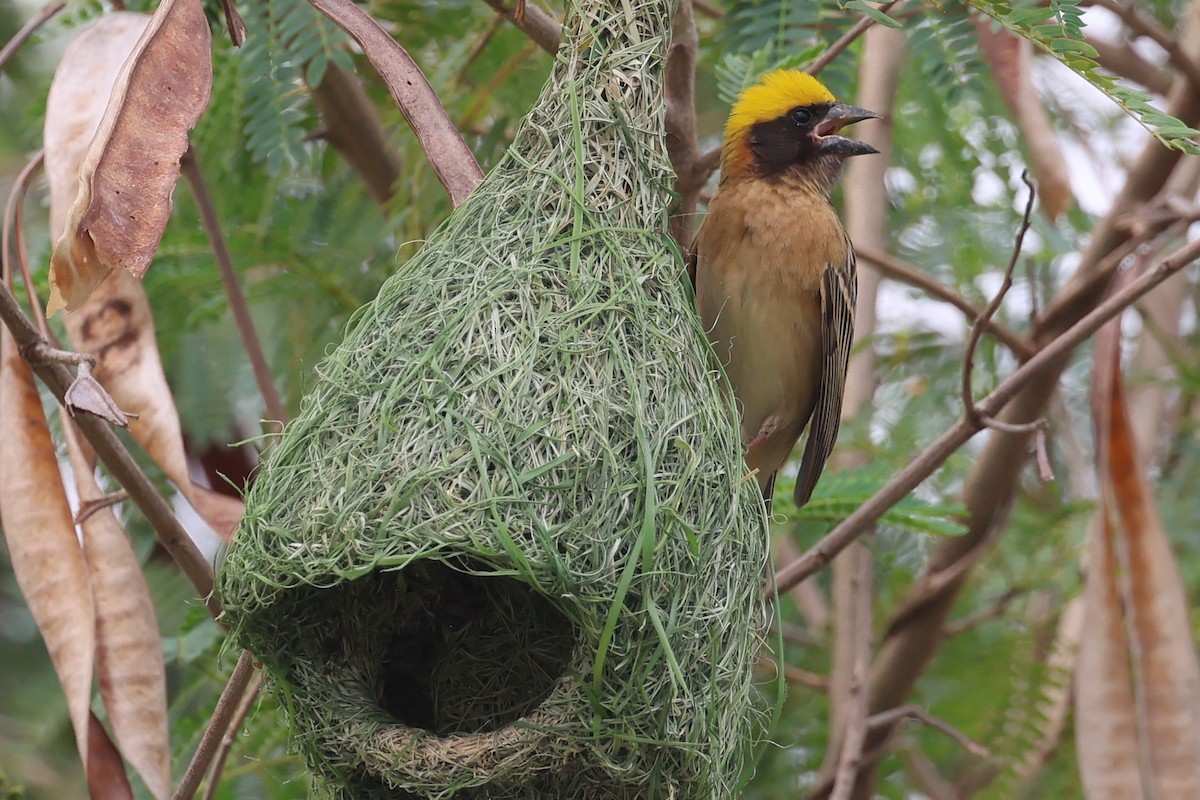 Baya Weaver - ML558415311