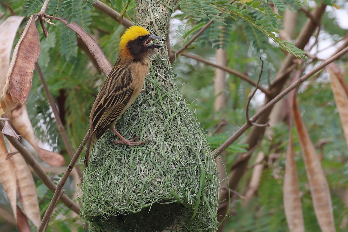 Baya Weaver - ML558415381