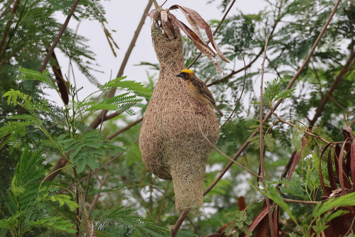 Baya Weaver - ML558415411