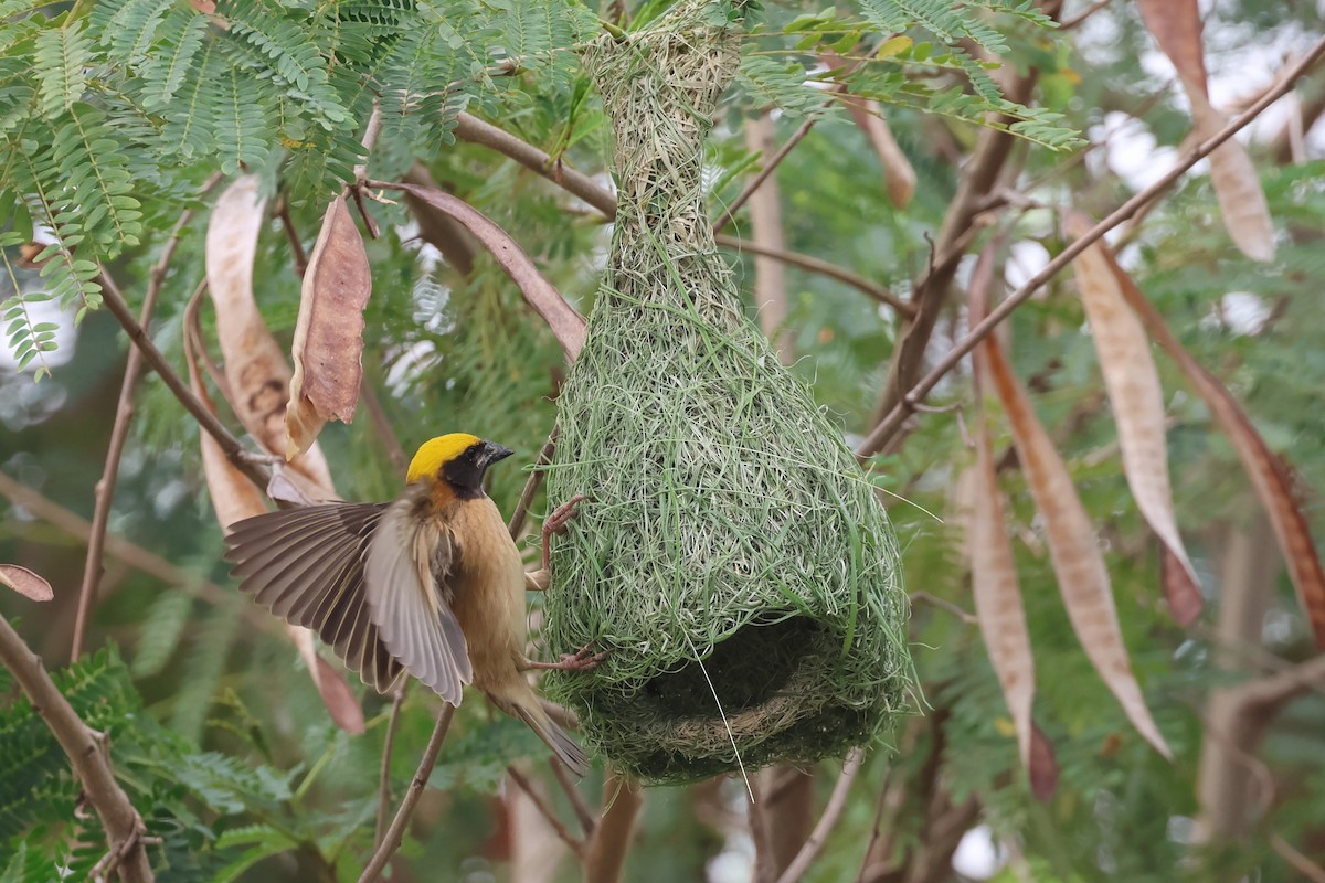 Baya Weaver - Peter Christiaen