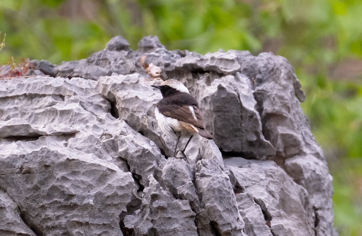 Mourning Wheatear - ML558415621