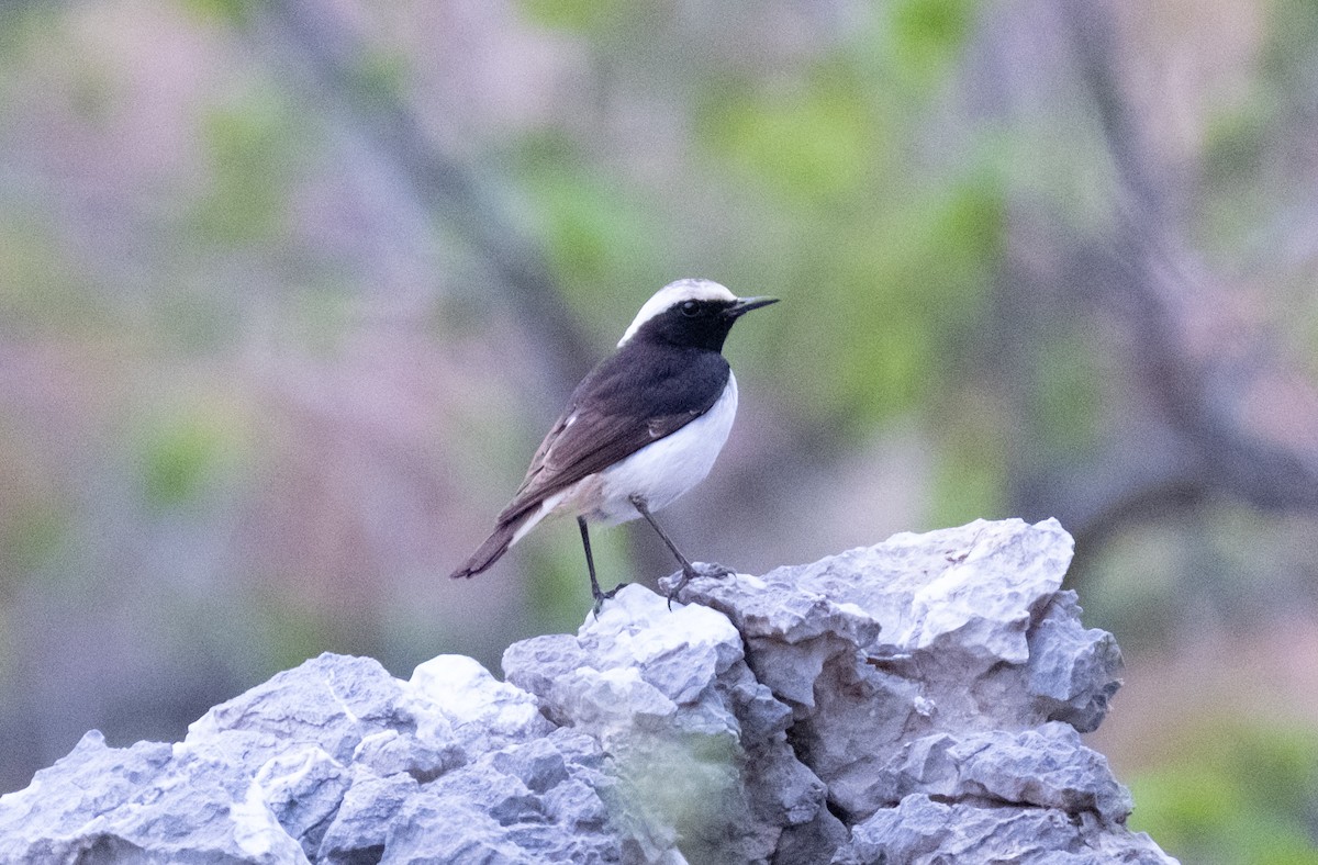 Mourning Wheatear - Süleyman ERÇALISKAN