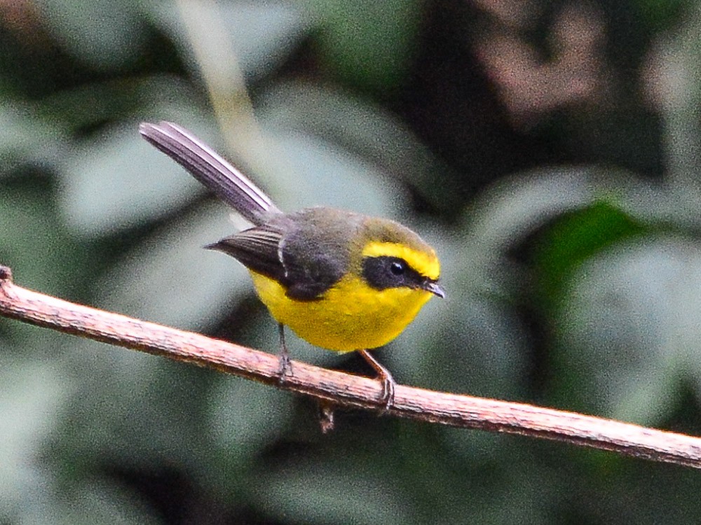 Yellow-bellied Fairy-Fantail - ML558415711
