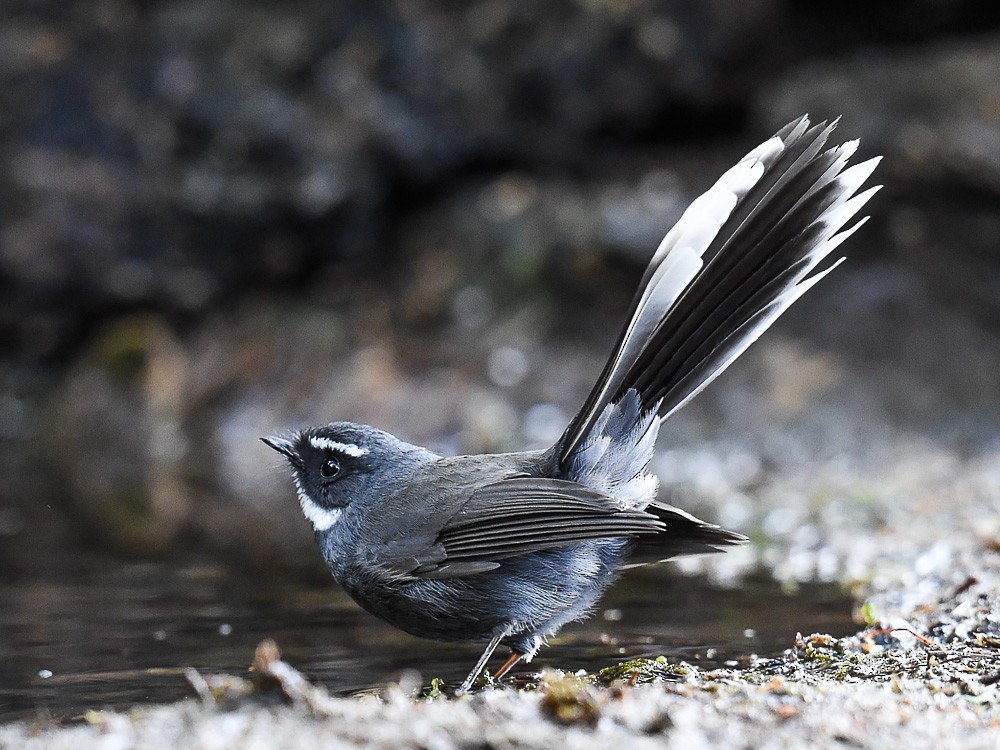 White-throated Fantail - ML558416061