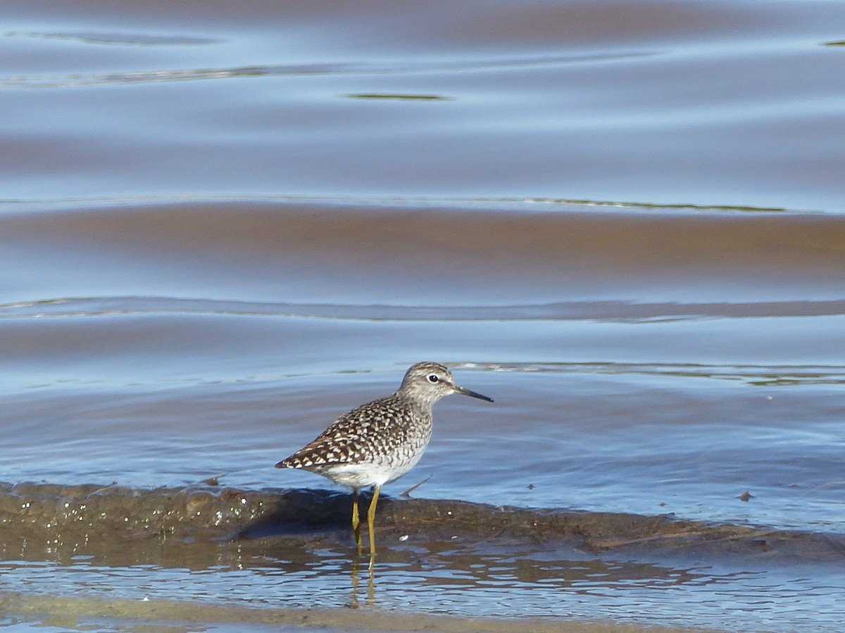 Wood Sandpiper - ML558418211