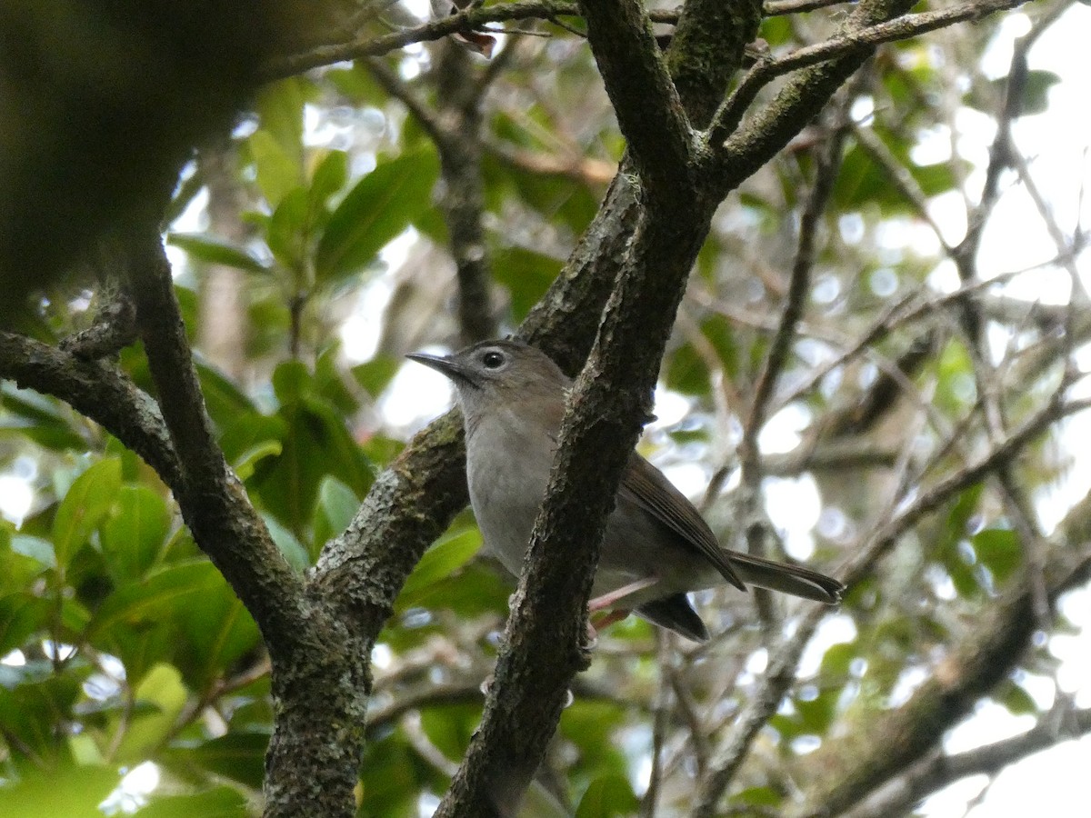 Solitario Puaiohi - ML558420561