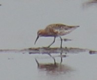 Curlew Sandpiper - ML558420651