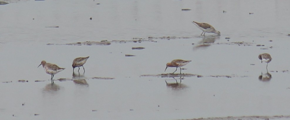 Curlew Sandpiper - ML558420671