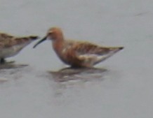 Curlew Sandpiper - ML558421041