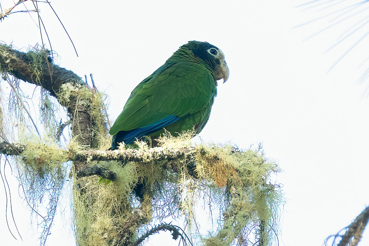 Amazone d'Hispaniola - ML558421111