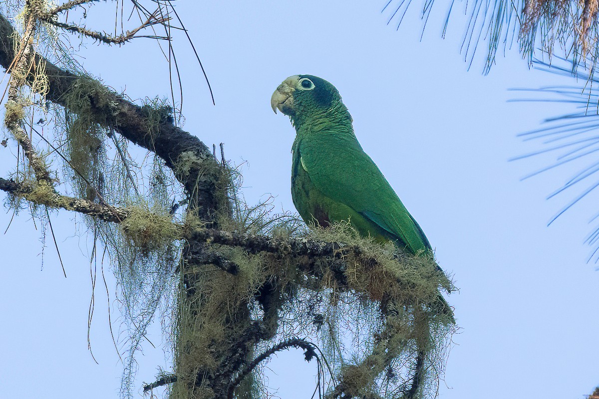 Amazone d'Hispaniola - ML558421121