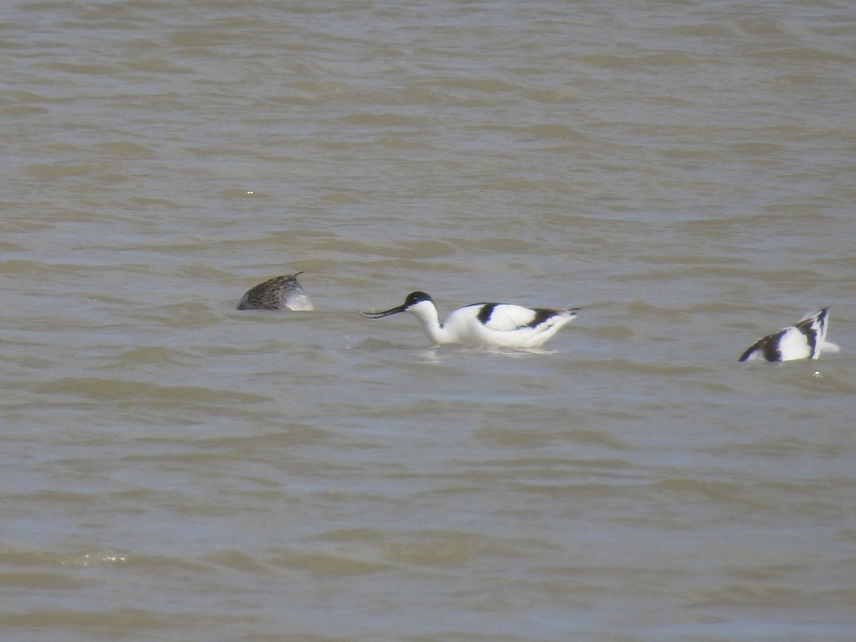 Avoceta Común - ML558421161