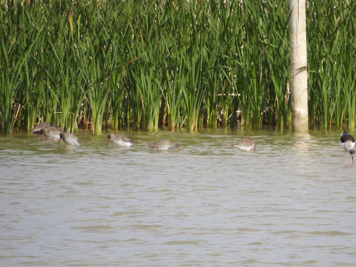 Common Redshank - ML558421411