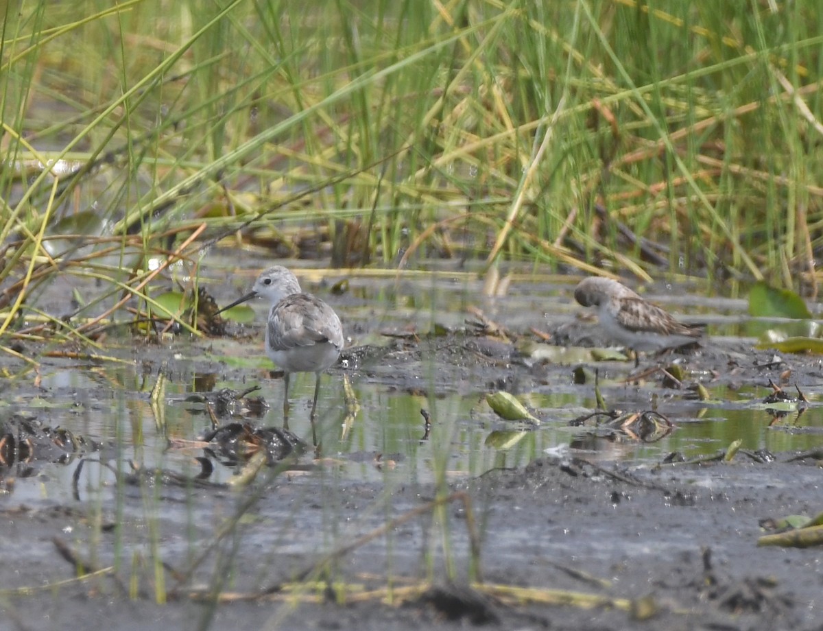 Marsh Sandpiper - ML558423441