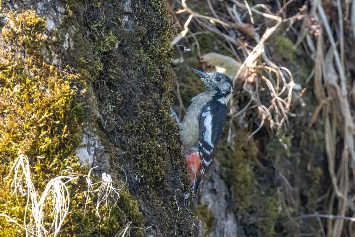Himalayan Woodpecker - Kalpesh Krishna