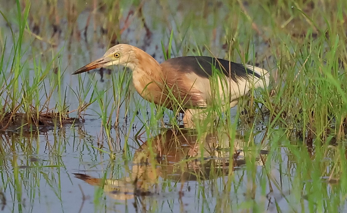 Javan Pond-Heron - ML558426281