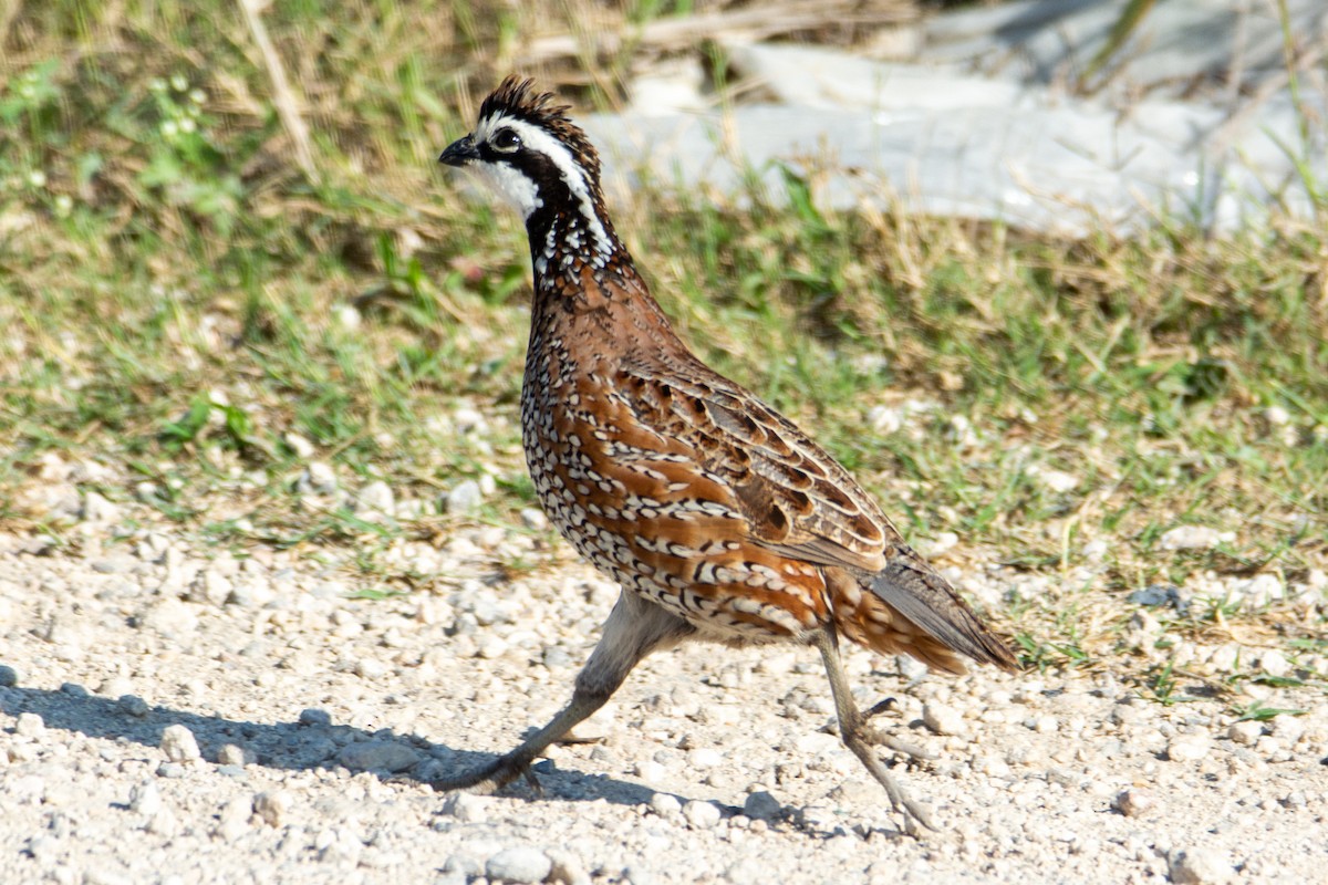 Northern Bobwhite - ML558427011