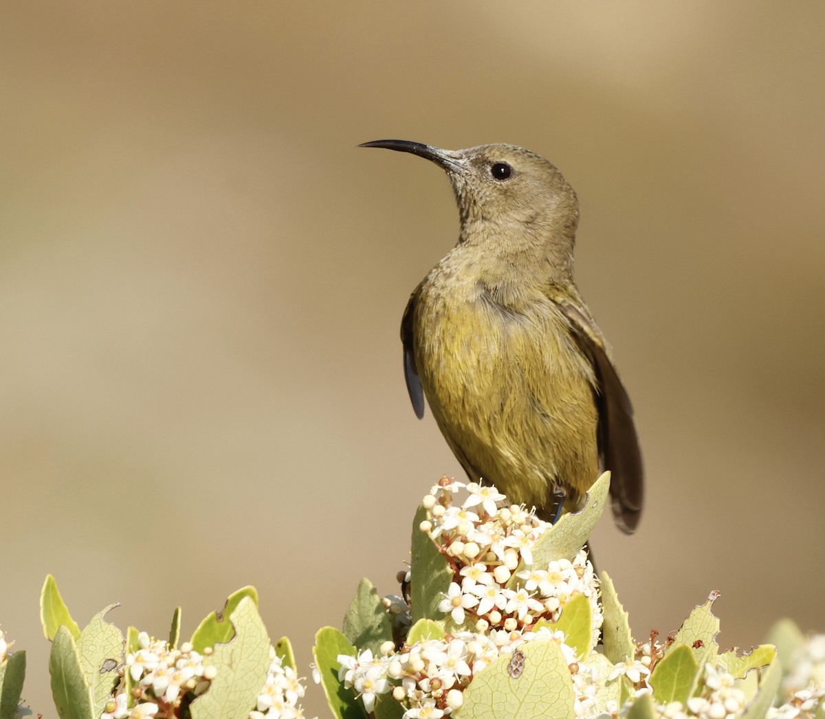 Orange-breasted Sunbird - Luke Goddard