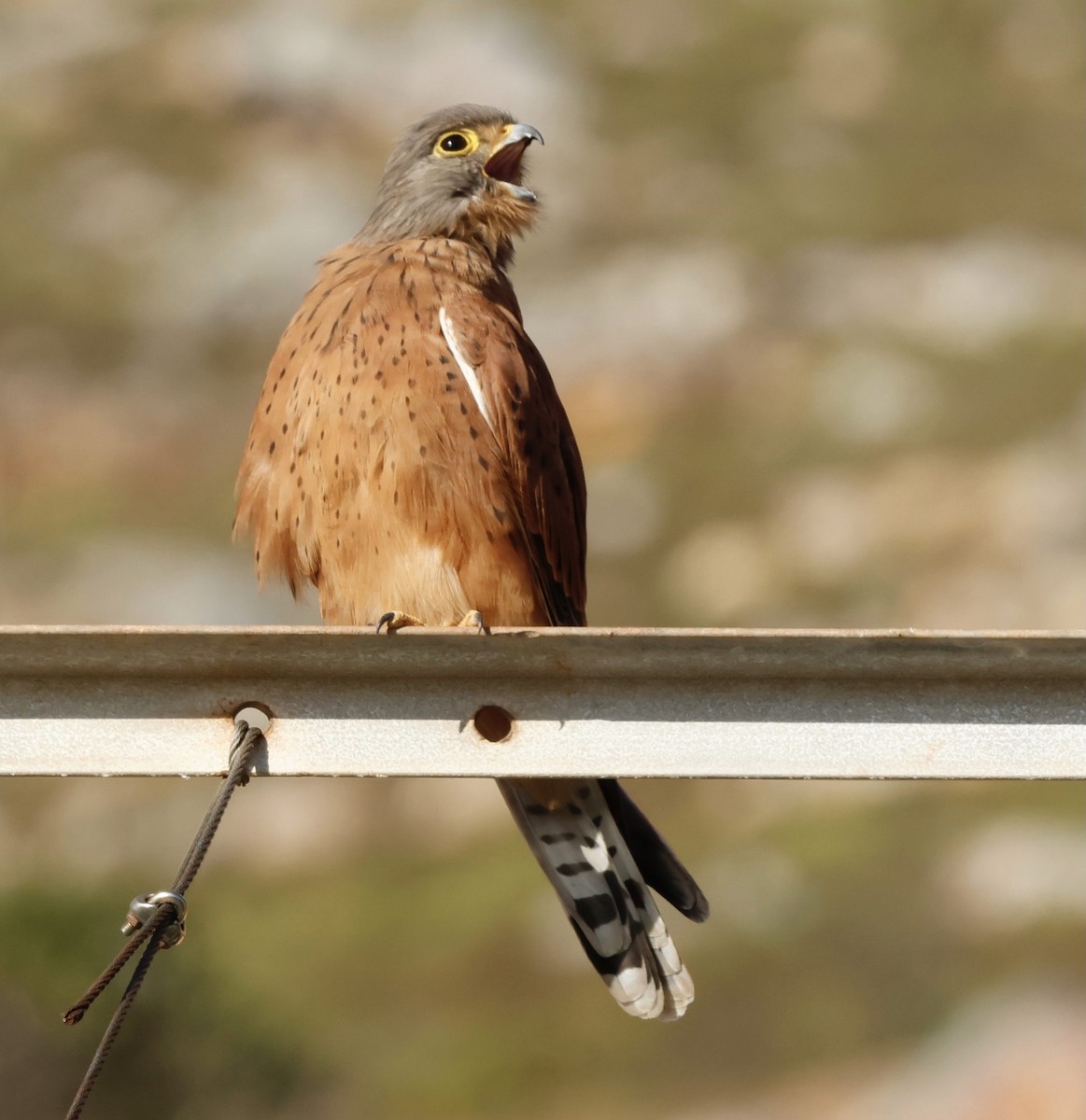 Rock Kestrel - ML558427811