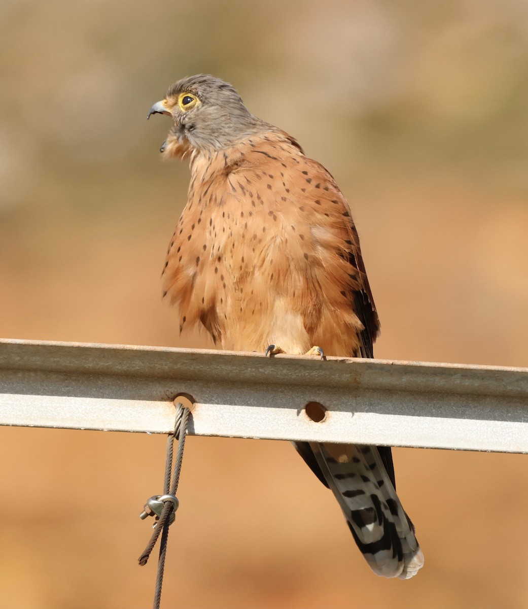 Rock Kestrel - Luke Goddard