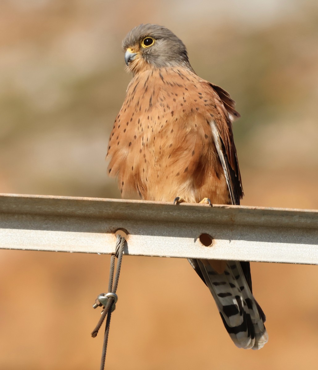 Rock Kestrel - ML558427851