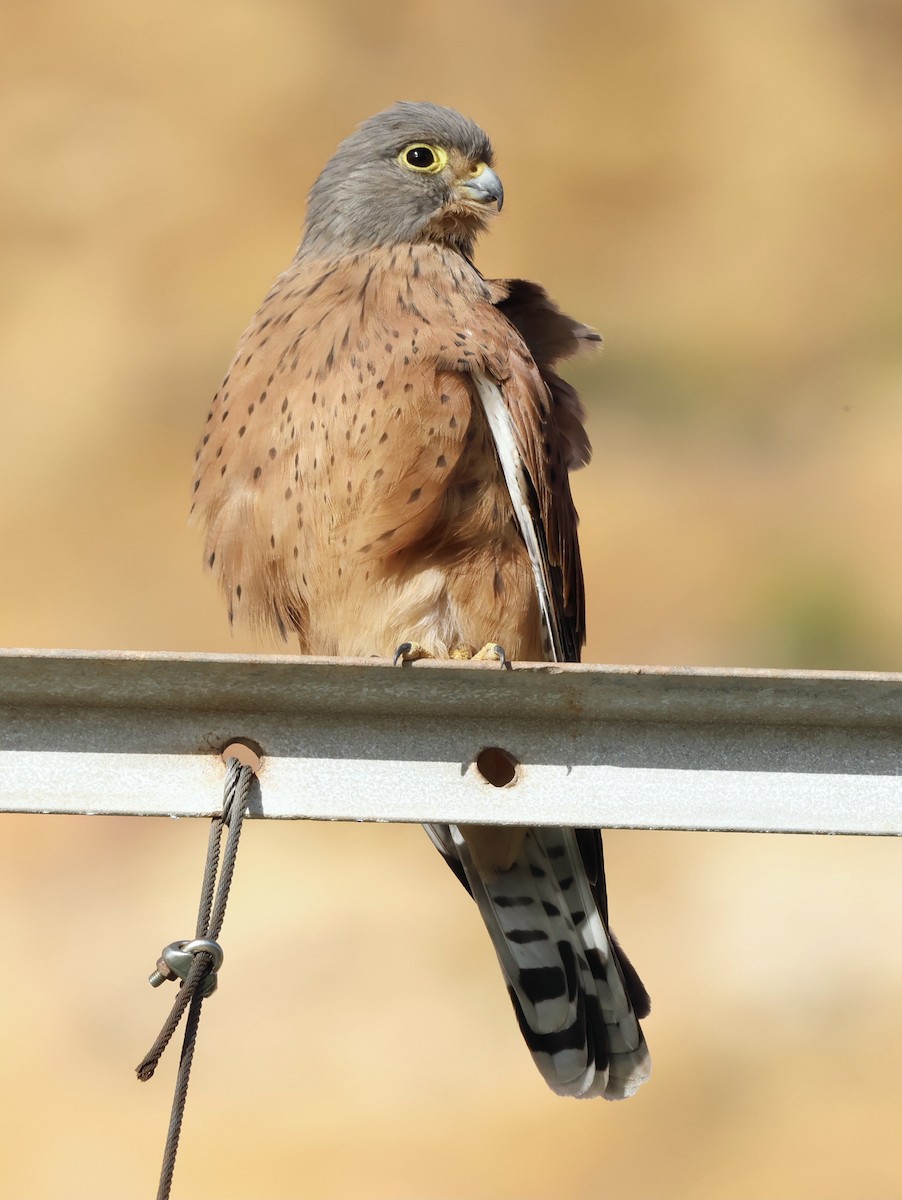 Rock Kestrel - ML558427861