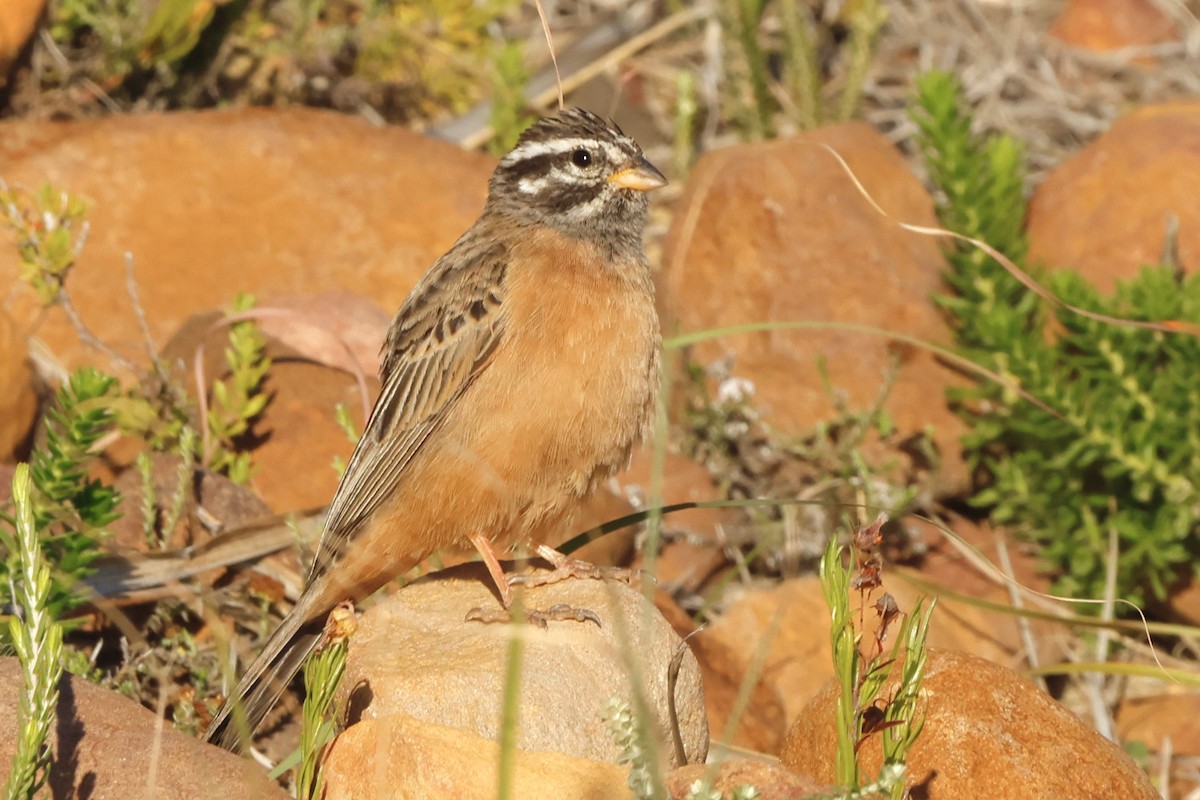 Cinnamon-breasted Bunting - ML558427951