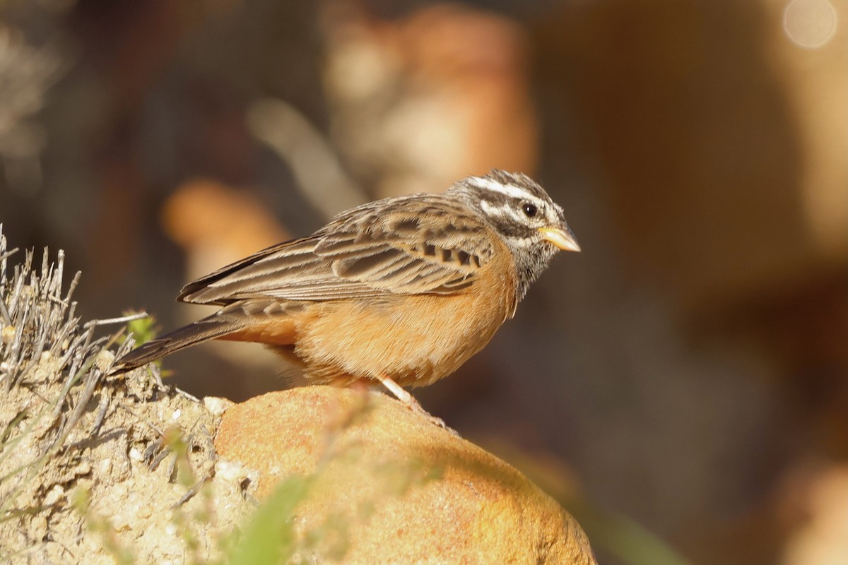 Cinnamon-breasted Bunting - ML558427961