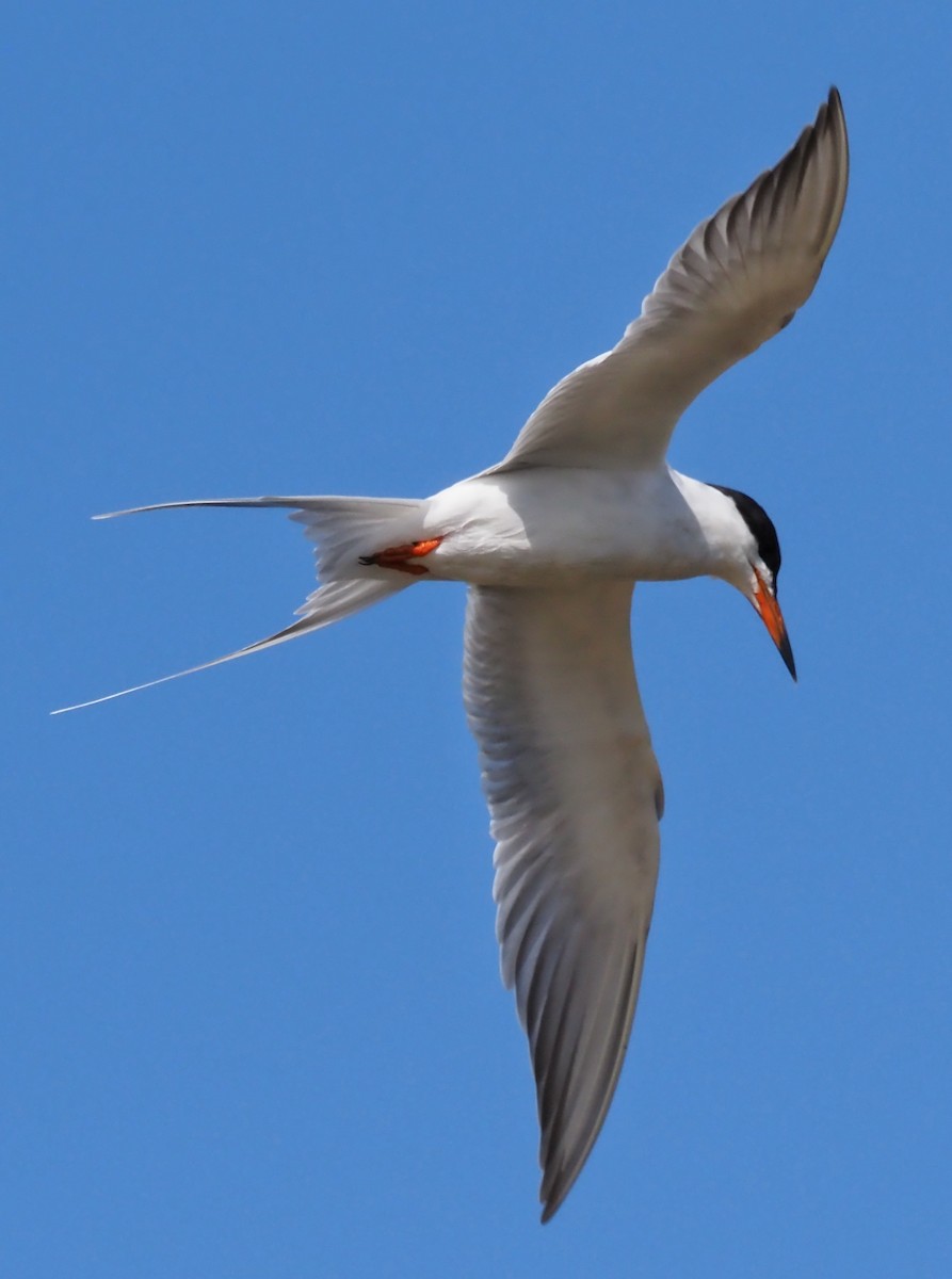 Forster's Tern - ML558428041