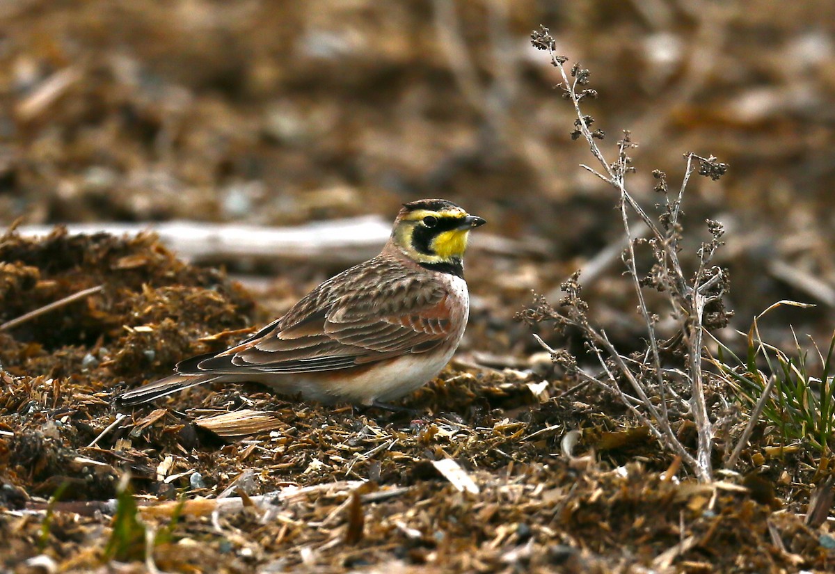 Horned Lark - ML55842831