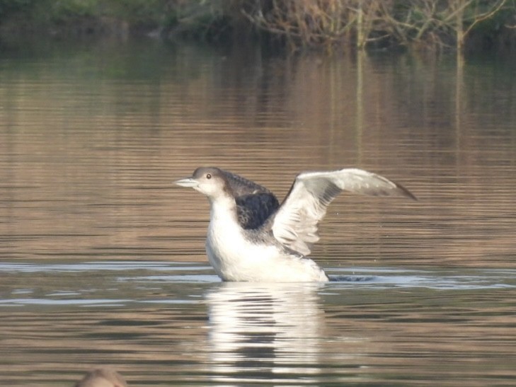 Common Loon - ML558429521