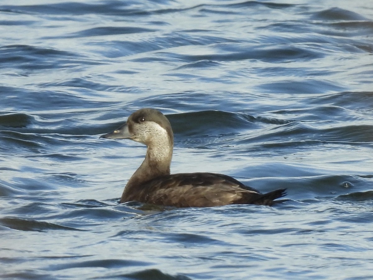 Common Scoter - ML558429831
