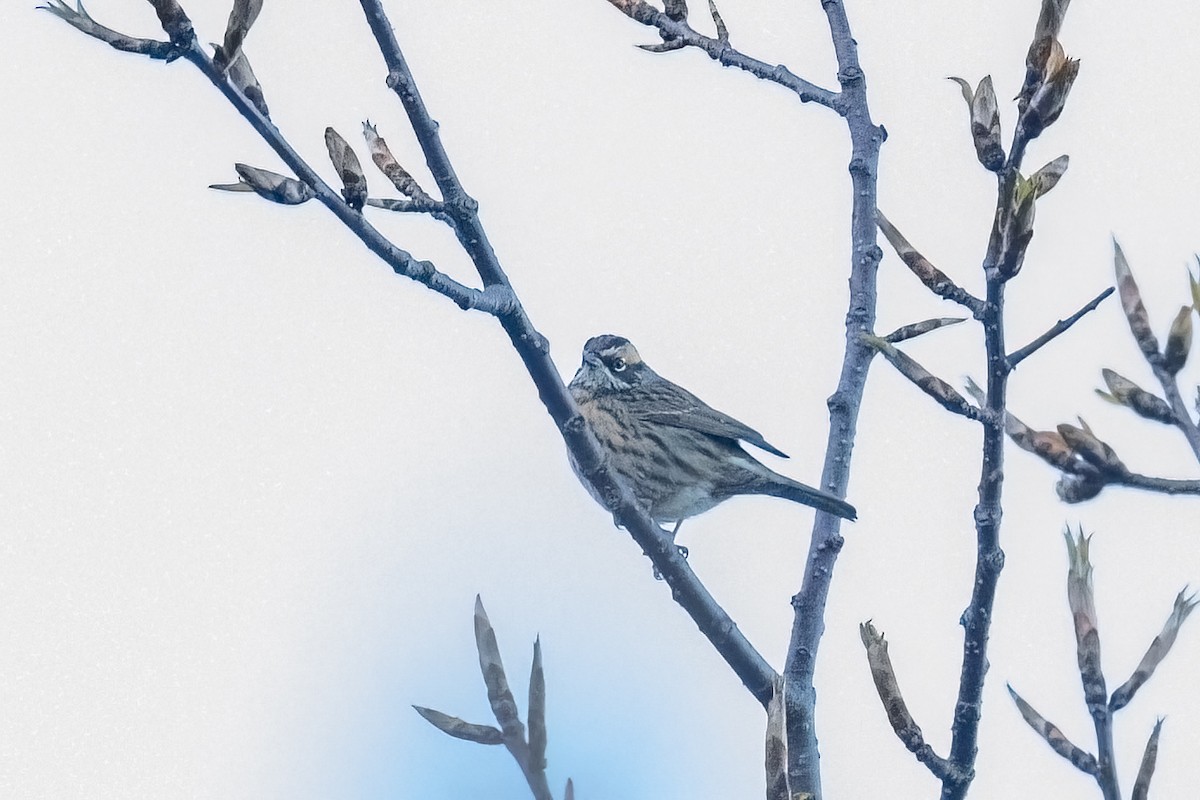 Rufous-breasted Accentor - ML558429891