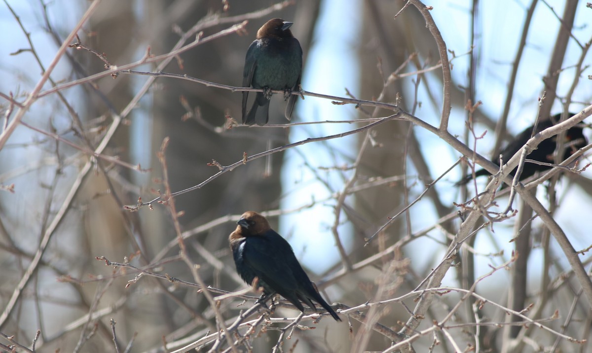 Brown-headed Cowbird - ML558432461