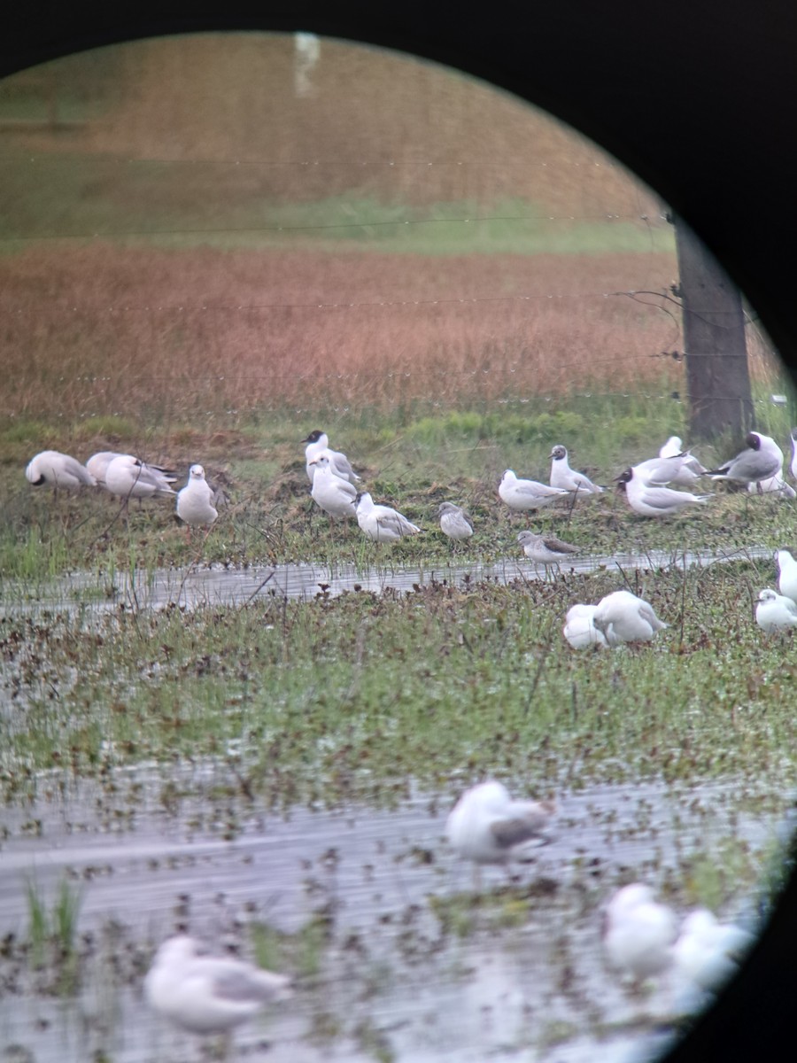 Common Greenshank - ML558434271