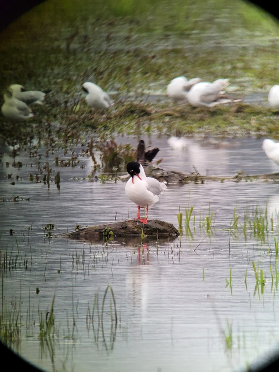 Mediterranean Gull - ML558434381