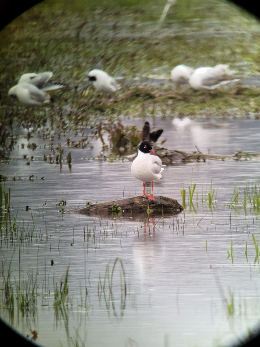 Mediterranean Gull - ML558434461