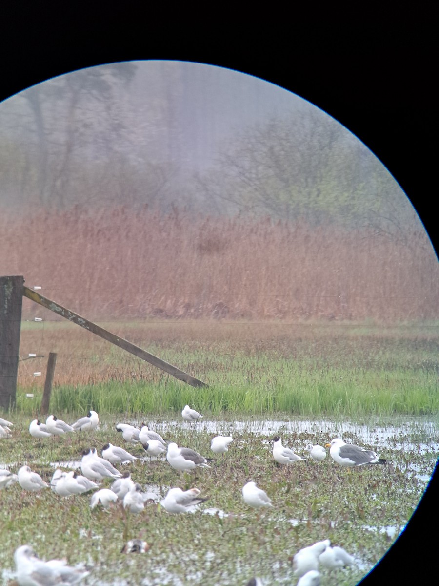 Yellow-legged Gull - ML558434531