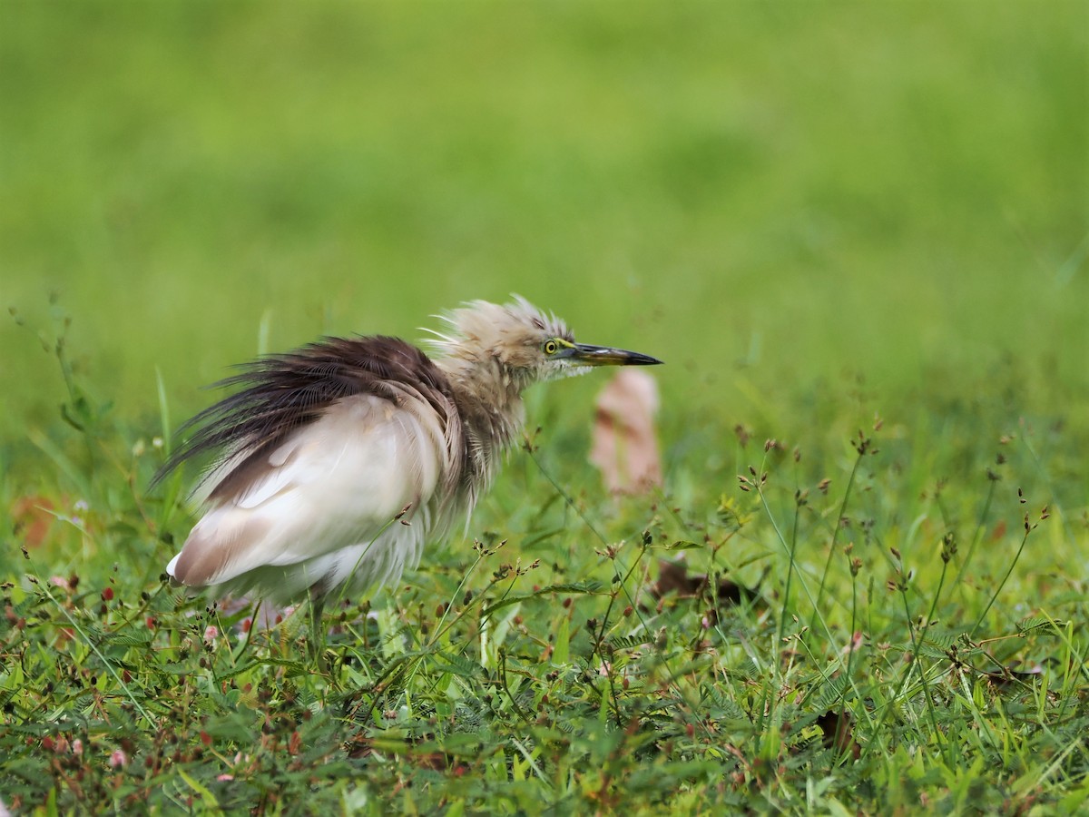 Indian Pond-Heron - Evelyn Lee